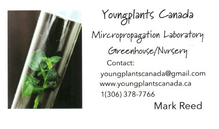 Youngplants Canada
